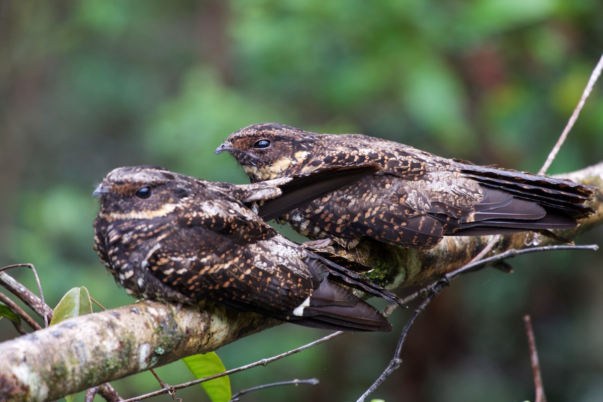 Diabolical Nightjar - ML645279690