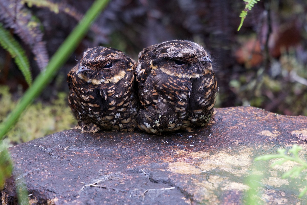 Diabolical Nightjar - ML645279691