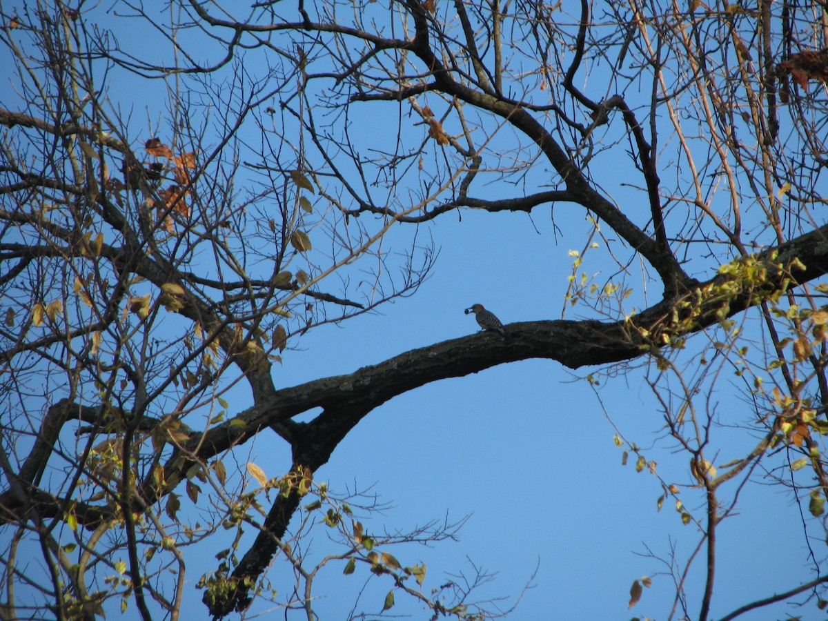 Red-bellied Woodpecker - ML645279711