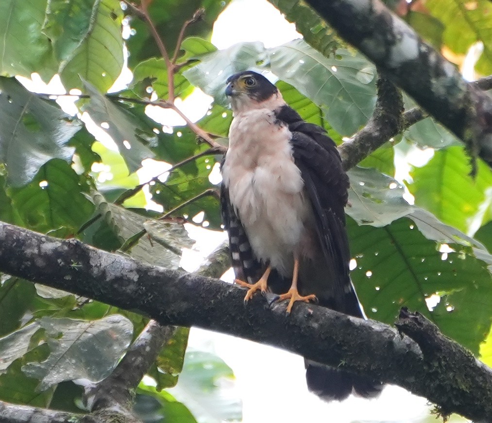 Bicolored Hawk - ML645279714