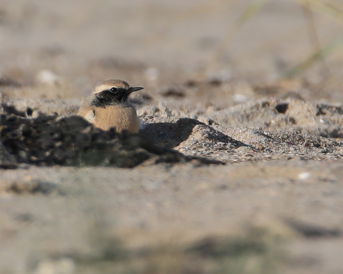 Desert Wheatear - ML645279720