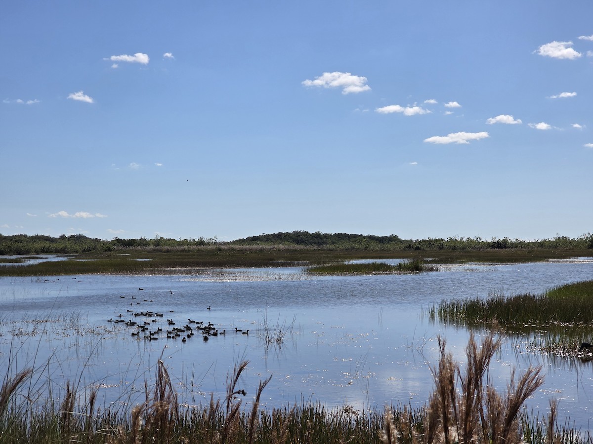 American Coot - ML645279730