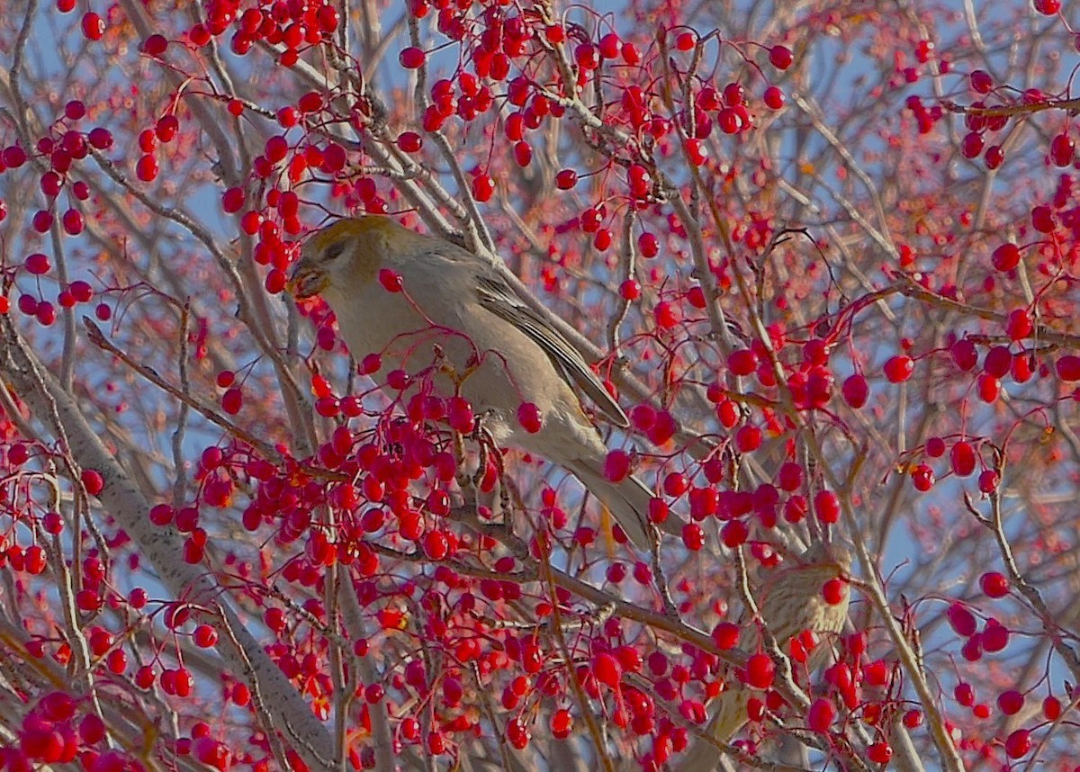 Pine Grosbeak - ML645279732