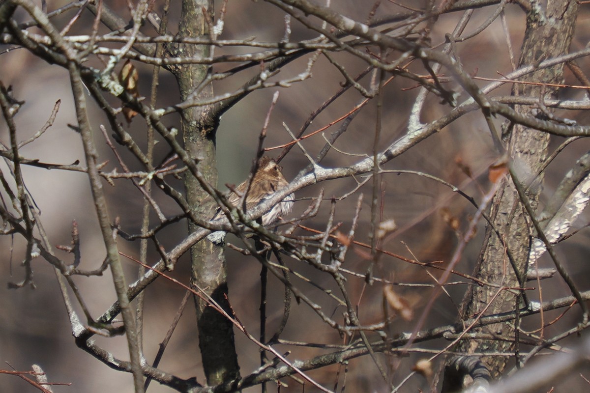 Camachuelo Purpúreo - ML645279750