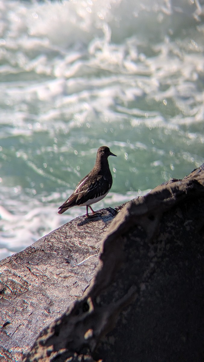 Schwarzkopf-Steinwälzer - ML645279755