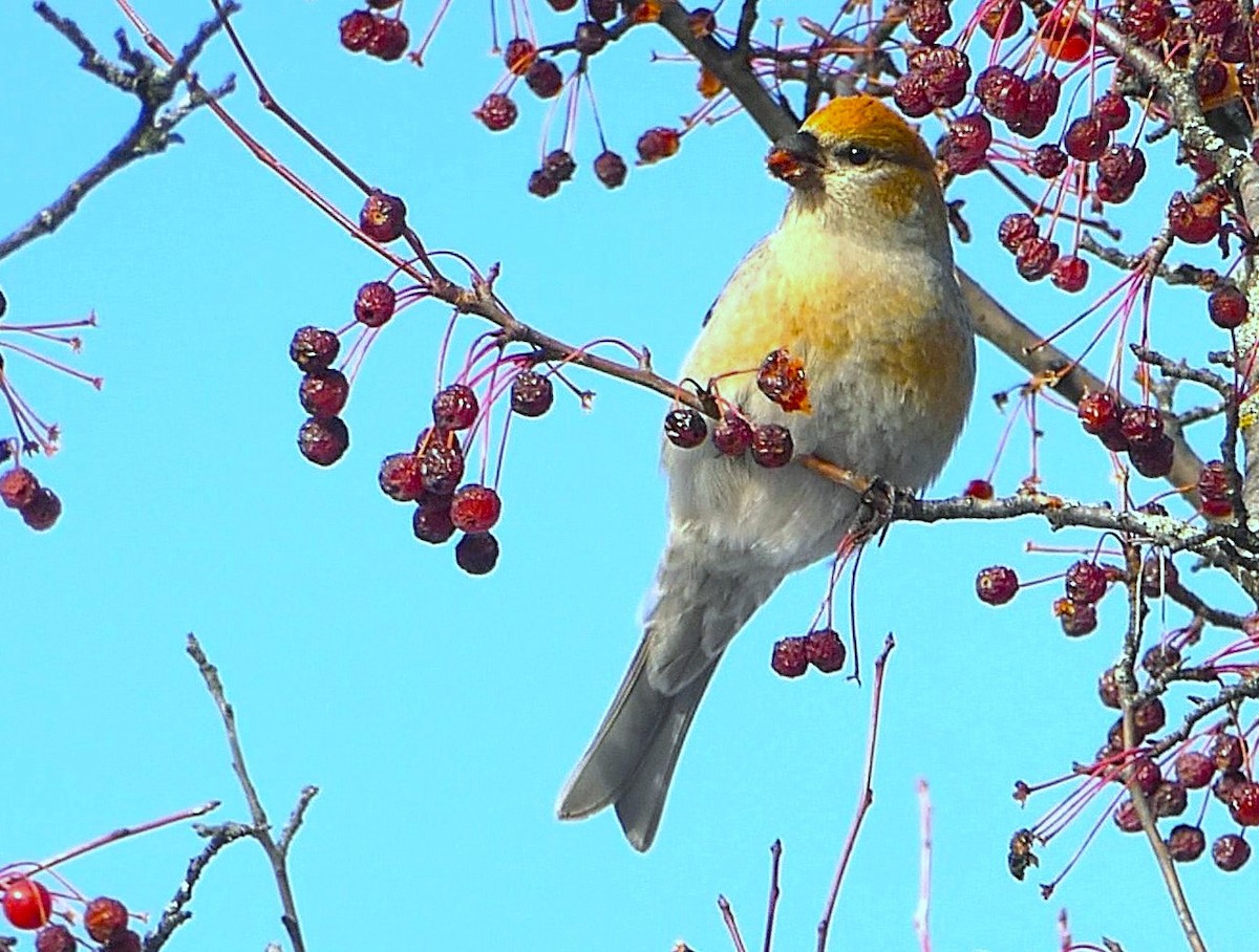 Pine Grosbeak - ML645279759