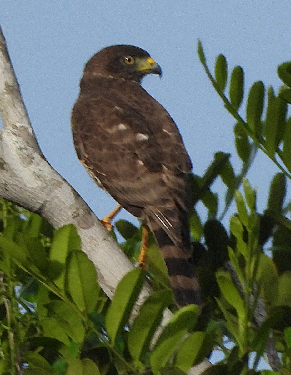 Yol Şahini - ML645279763