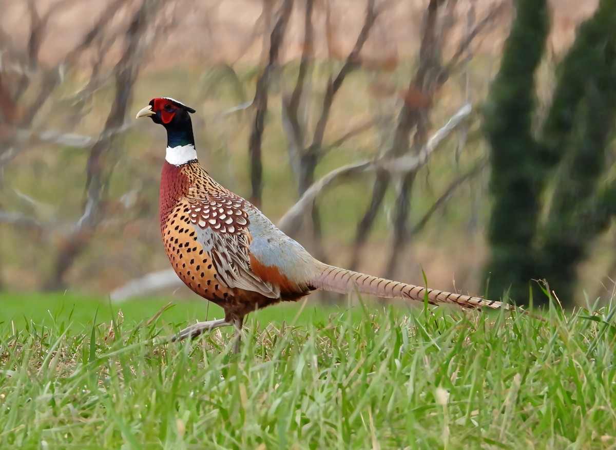 Fagiano comune - ML645279764