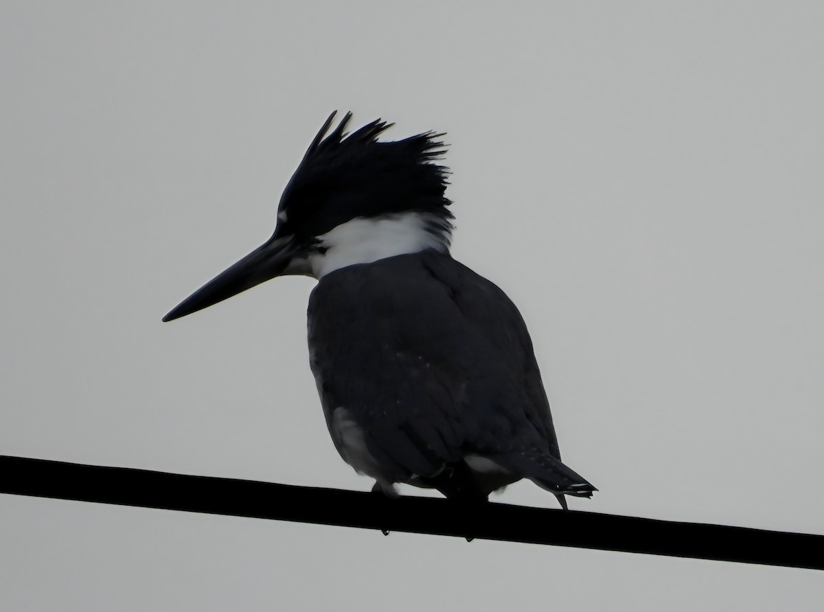 Belted Kingfisher - ML645279779