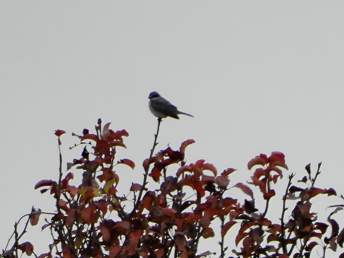 Gray Kingbird - ML645279784