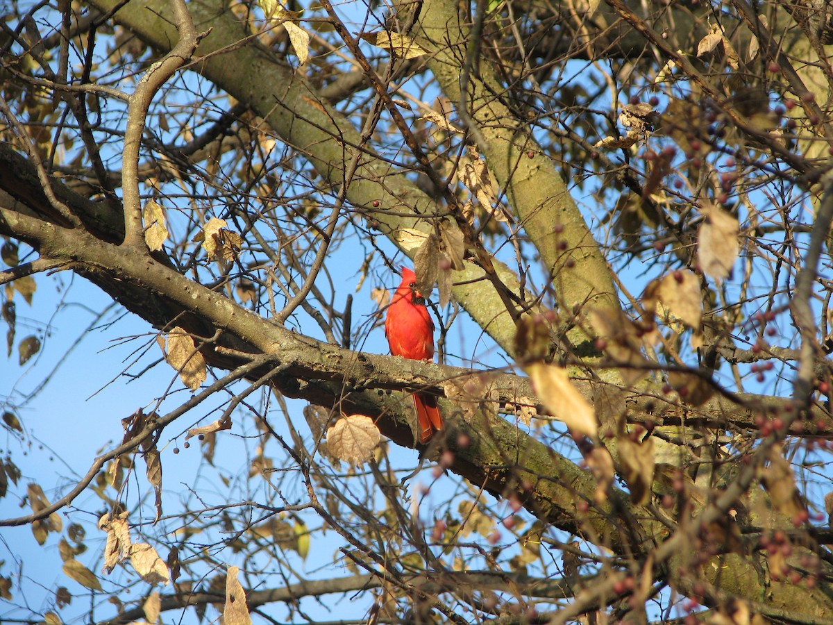 Northern Cardinal - ML645279788