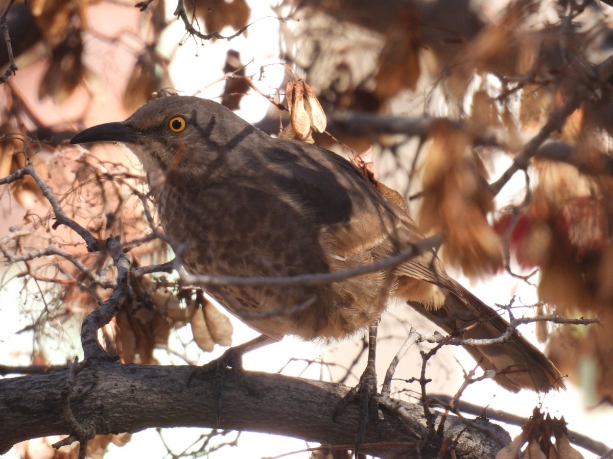 Curve-billed Thrasher - ML645279790