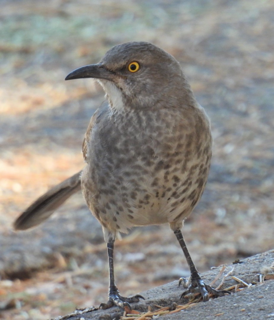 Curve-billed Thrasher - ML645279791