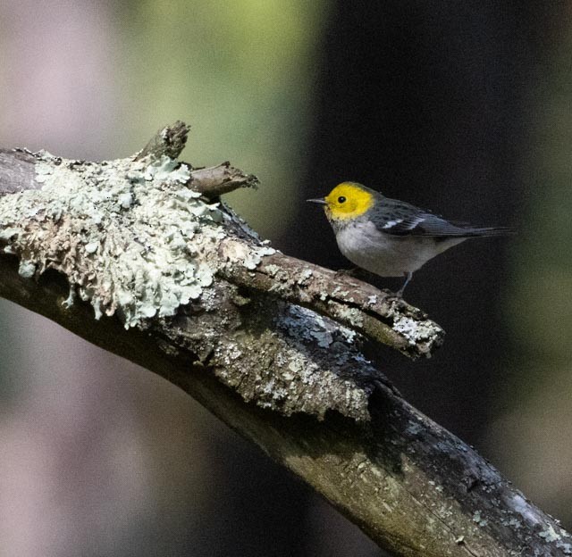 Paruline à tête jaune - ML645279795