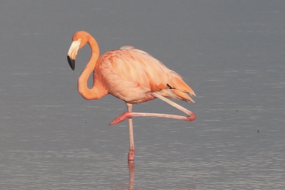 American Flamingo - ML645279806