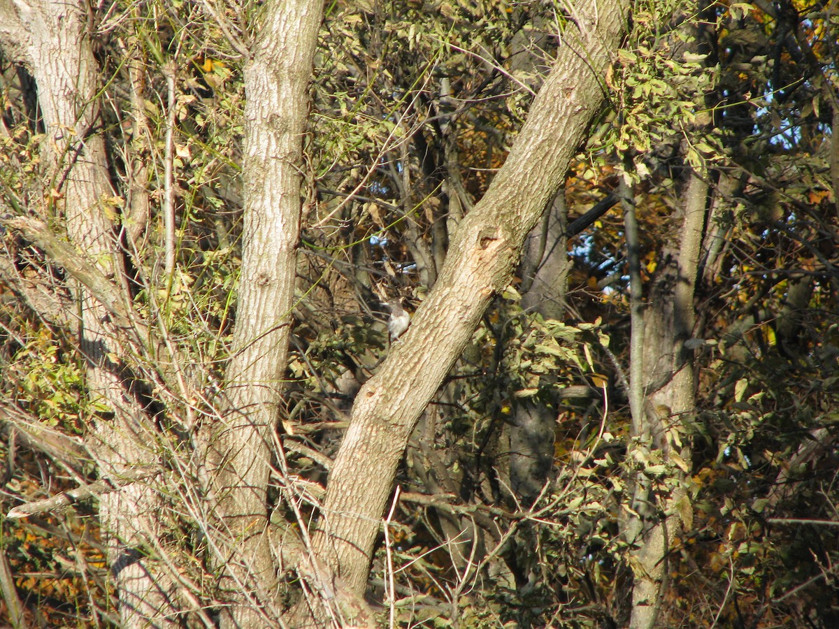 Red-headed Woodpecker - ML645279812