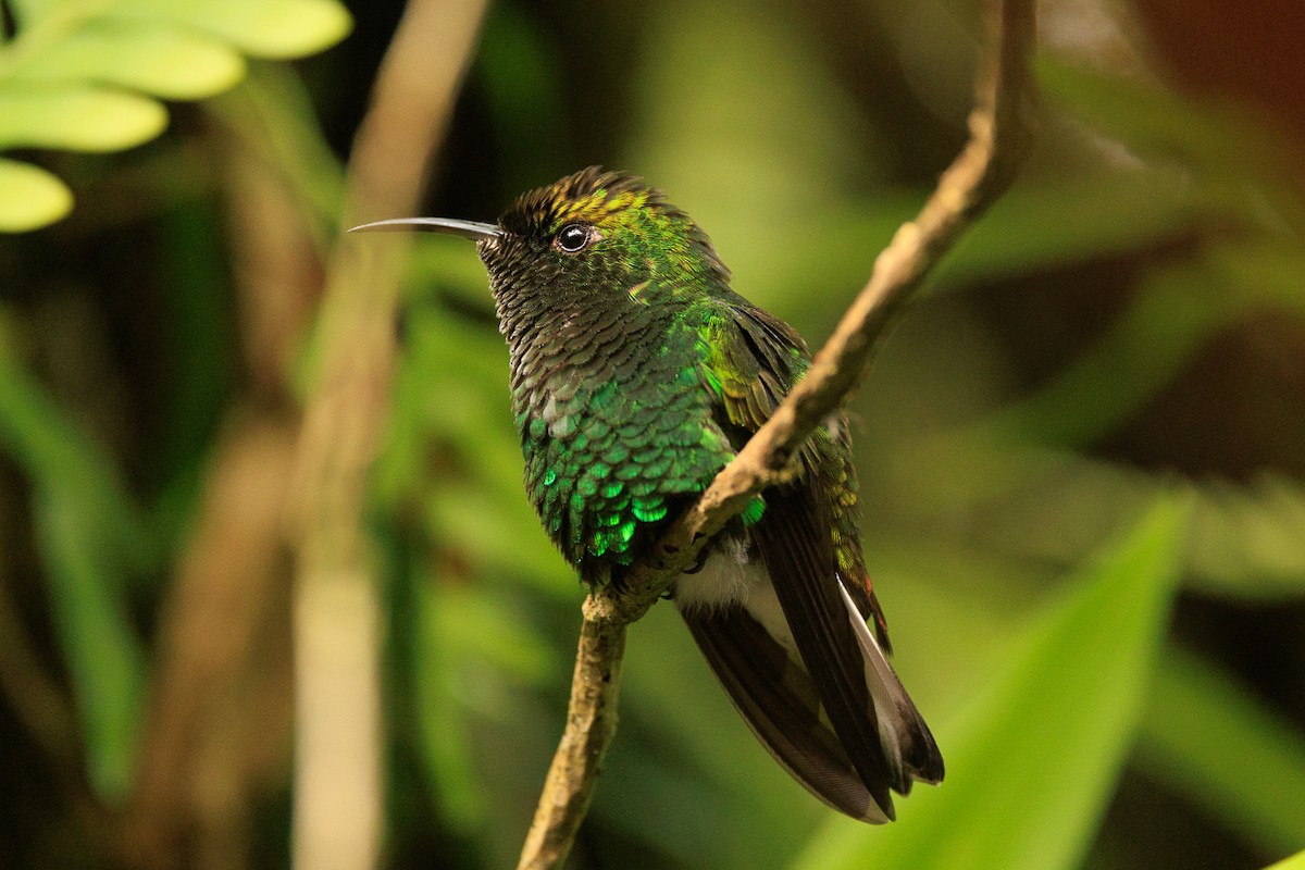 Coppery-headed Emerald - ML645279813