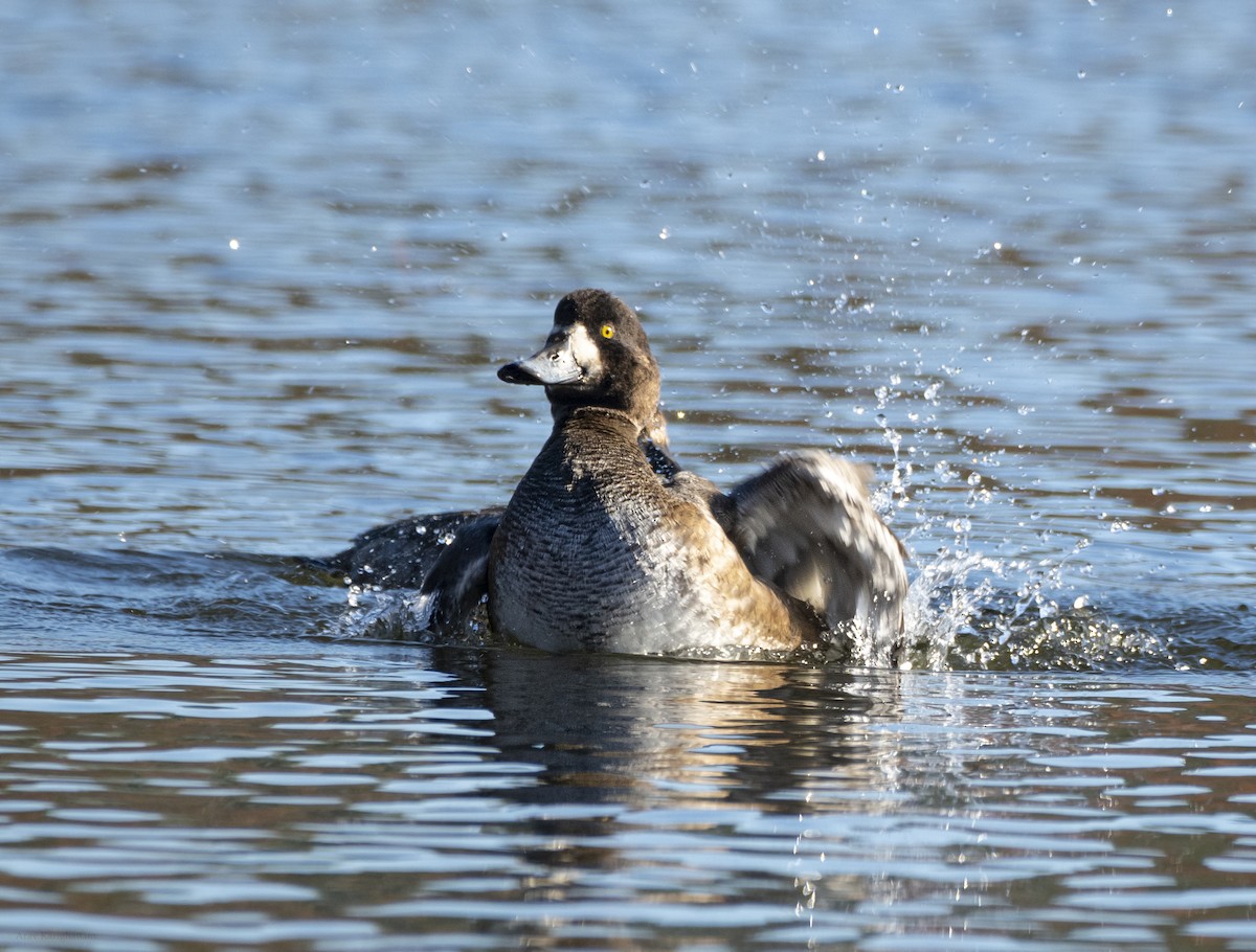 スズガモ - ML645279814