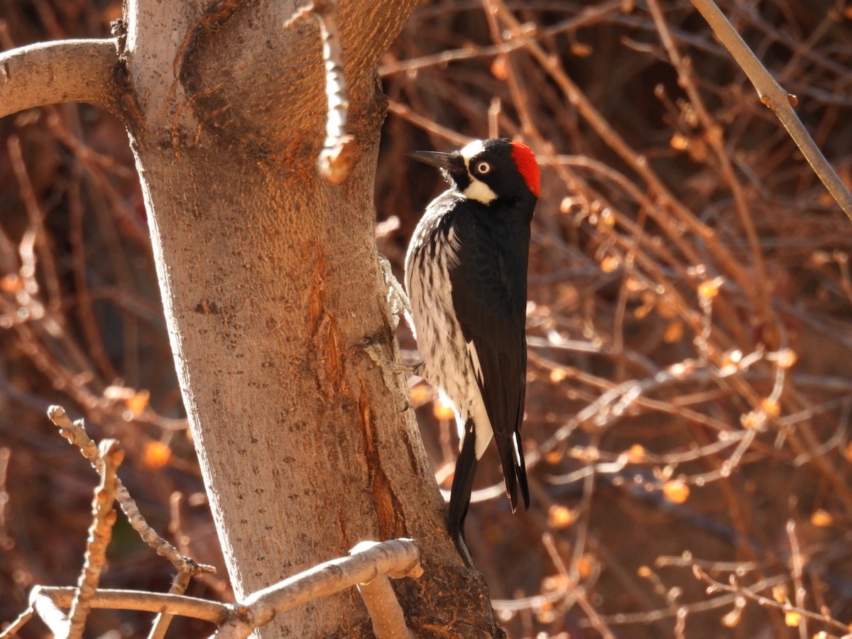 Acorn Woodpecker - ML645279829