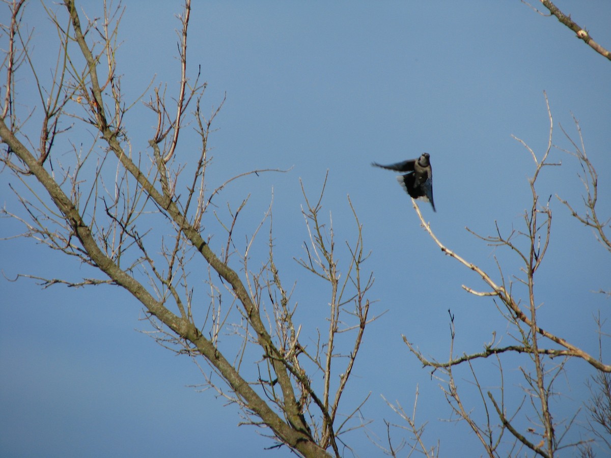 Blue Jay - ML645279830