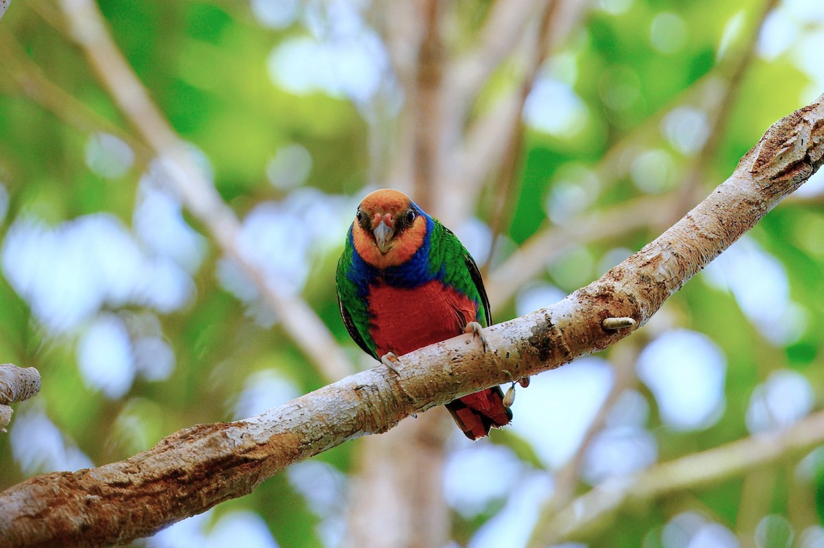 Red-breasted Pygmy-Parrot - ML645279831