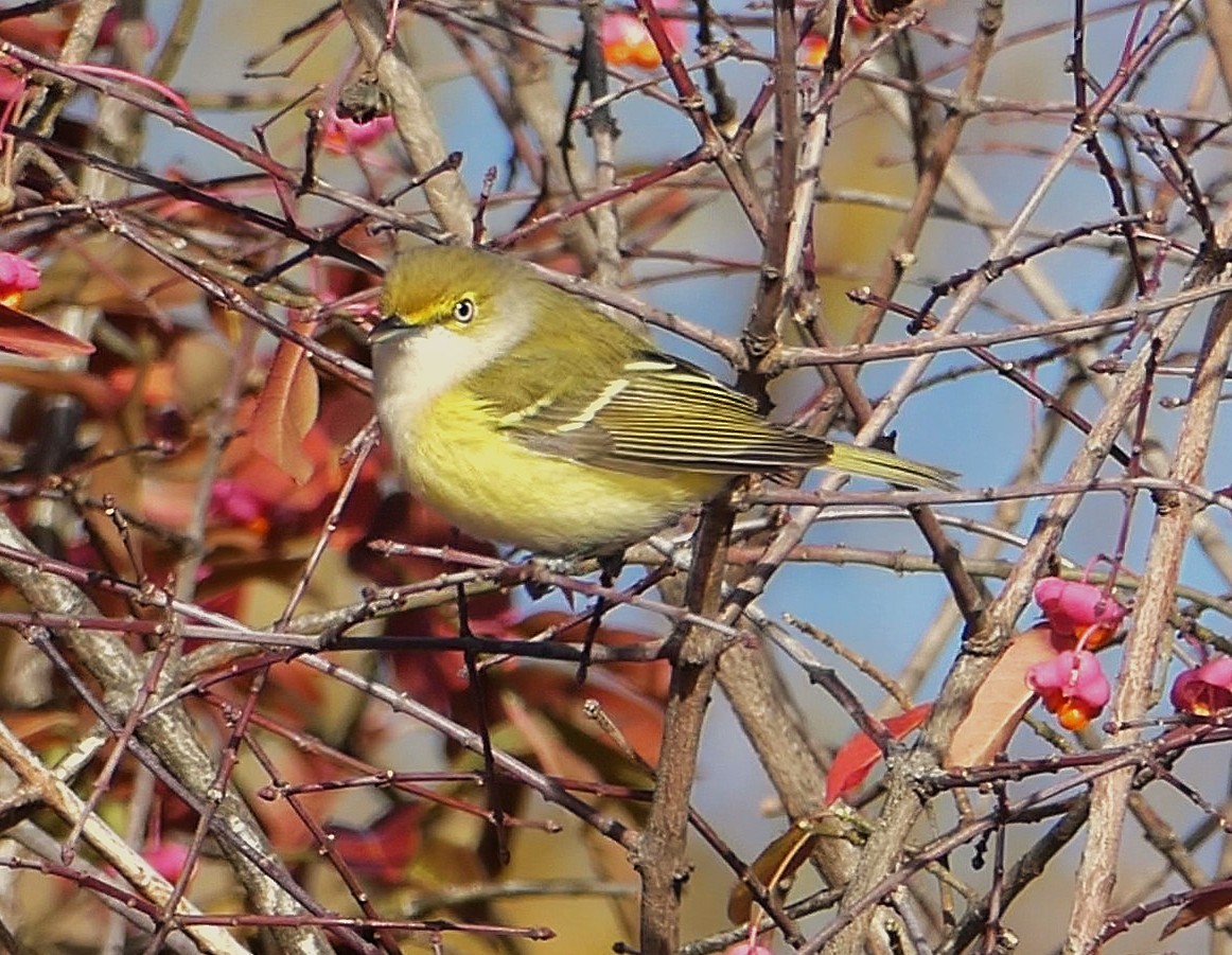 White-eyed Vireo - ML645279834