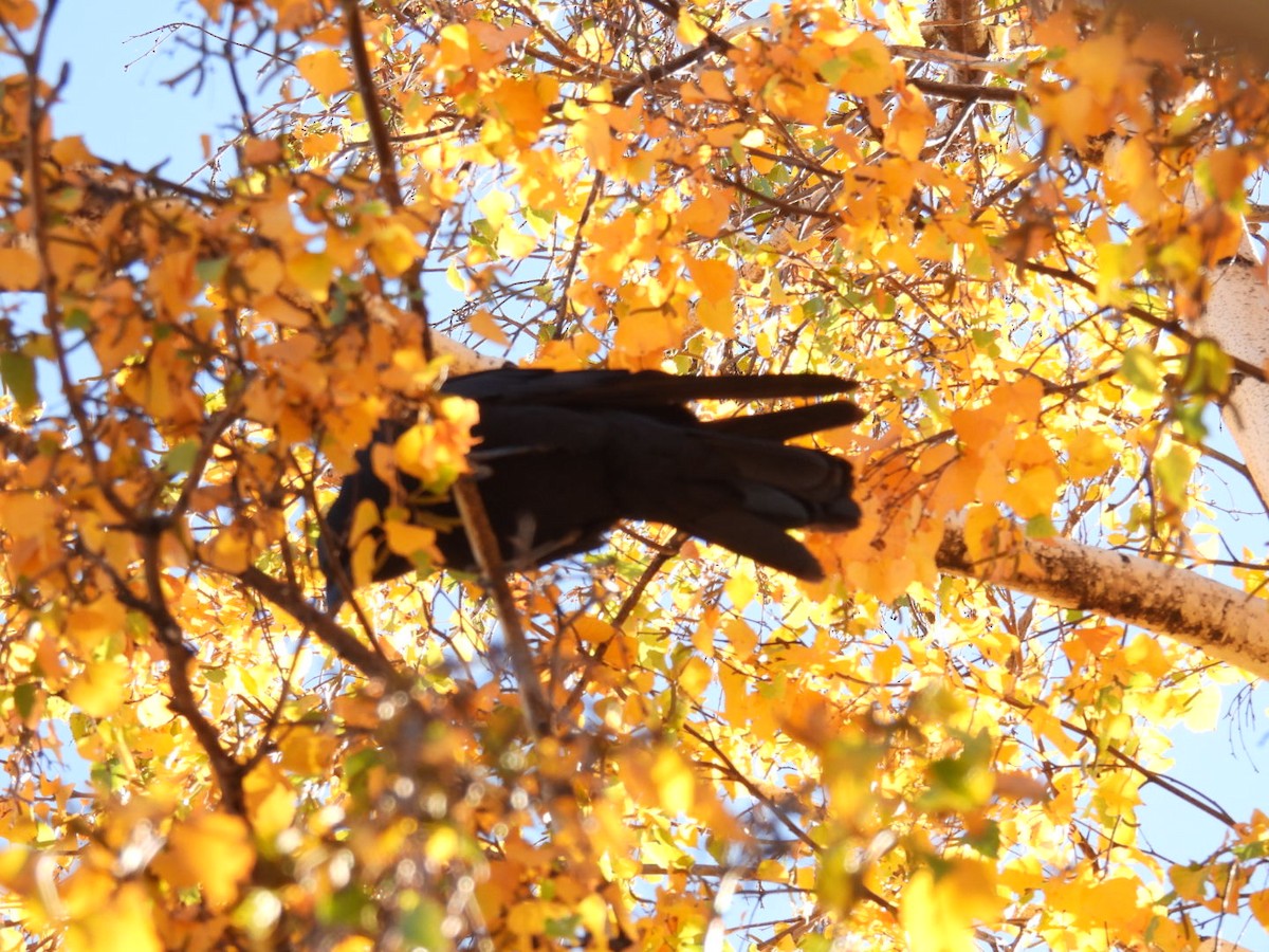 American Crow - ML645279837