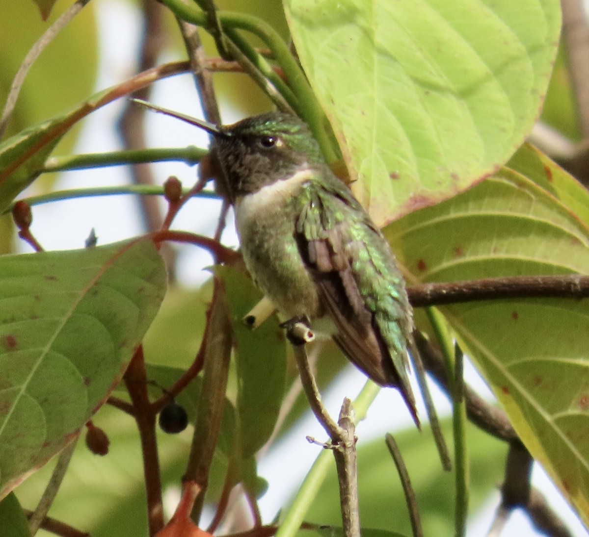 Colibrí Gorjirrubí - ML645279854