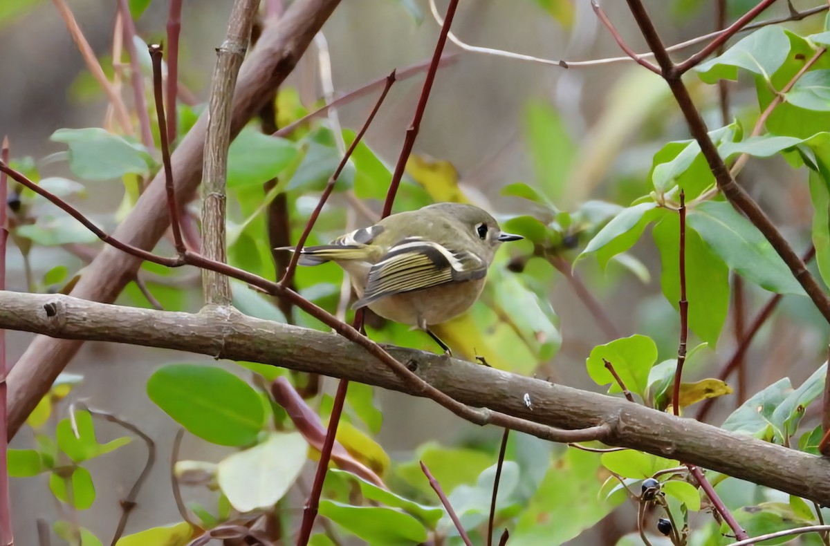 Ruby-crowned Kinglet - ML645279859