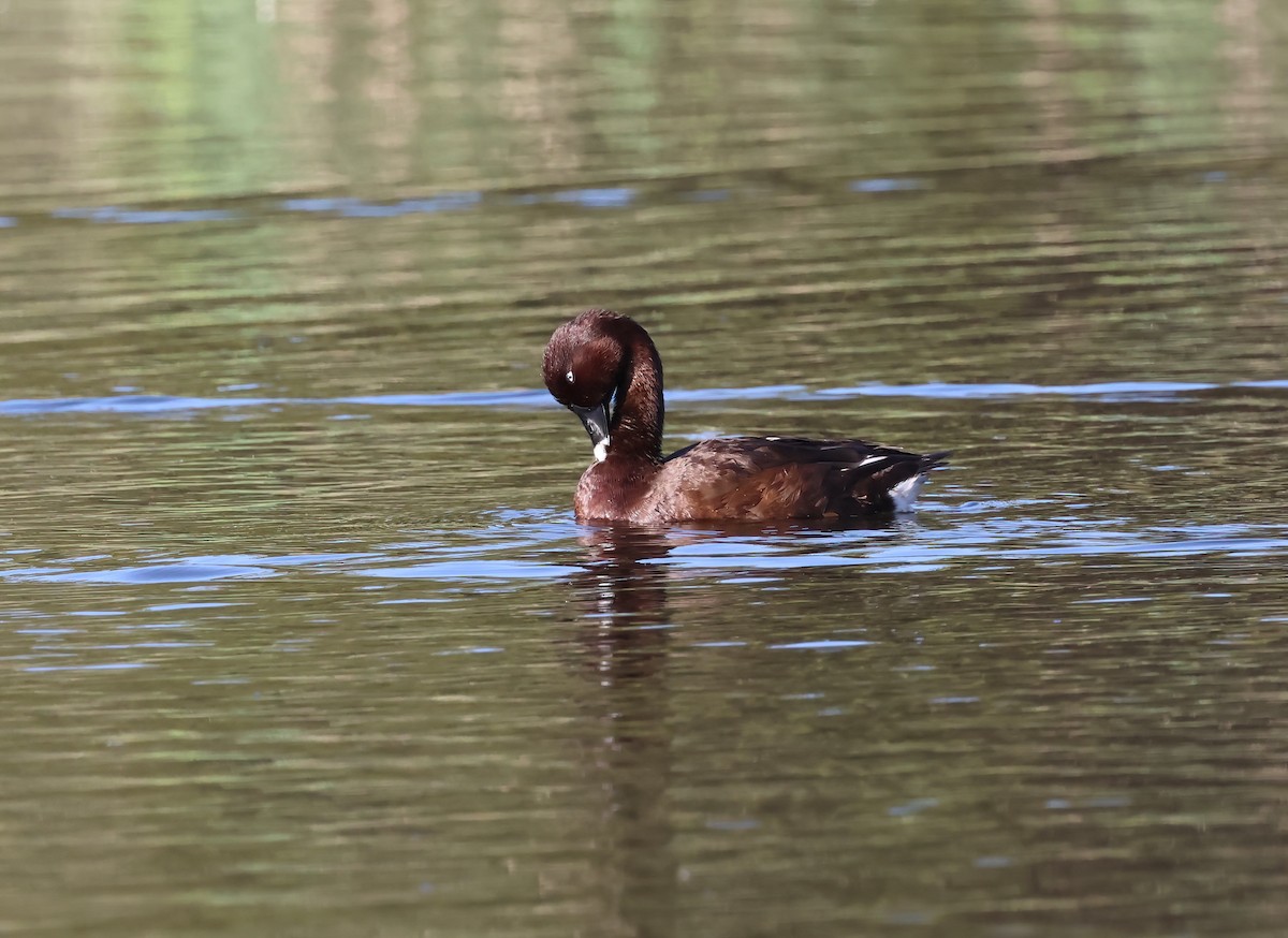 Hardhead - ML645279861