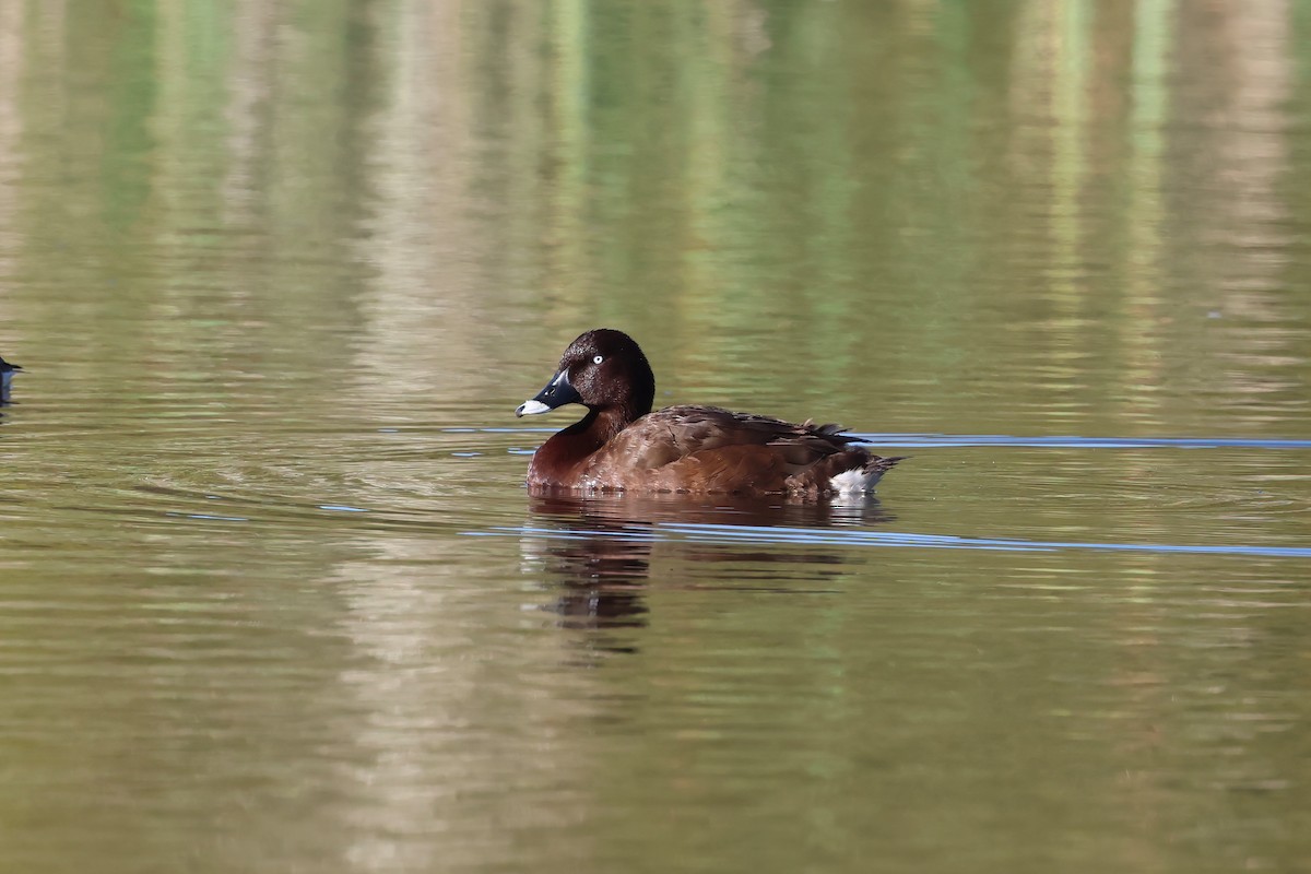 Hardhead - ML645279862