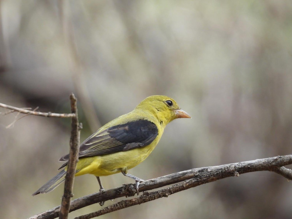 Piranga gorri-beltza - ML645279870