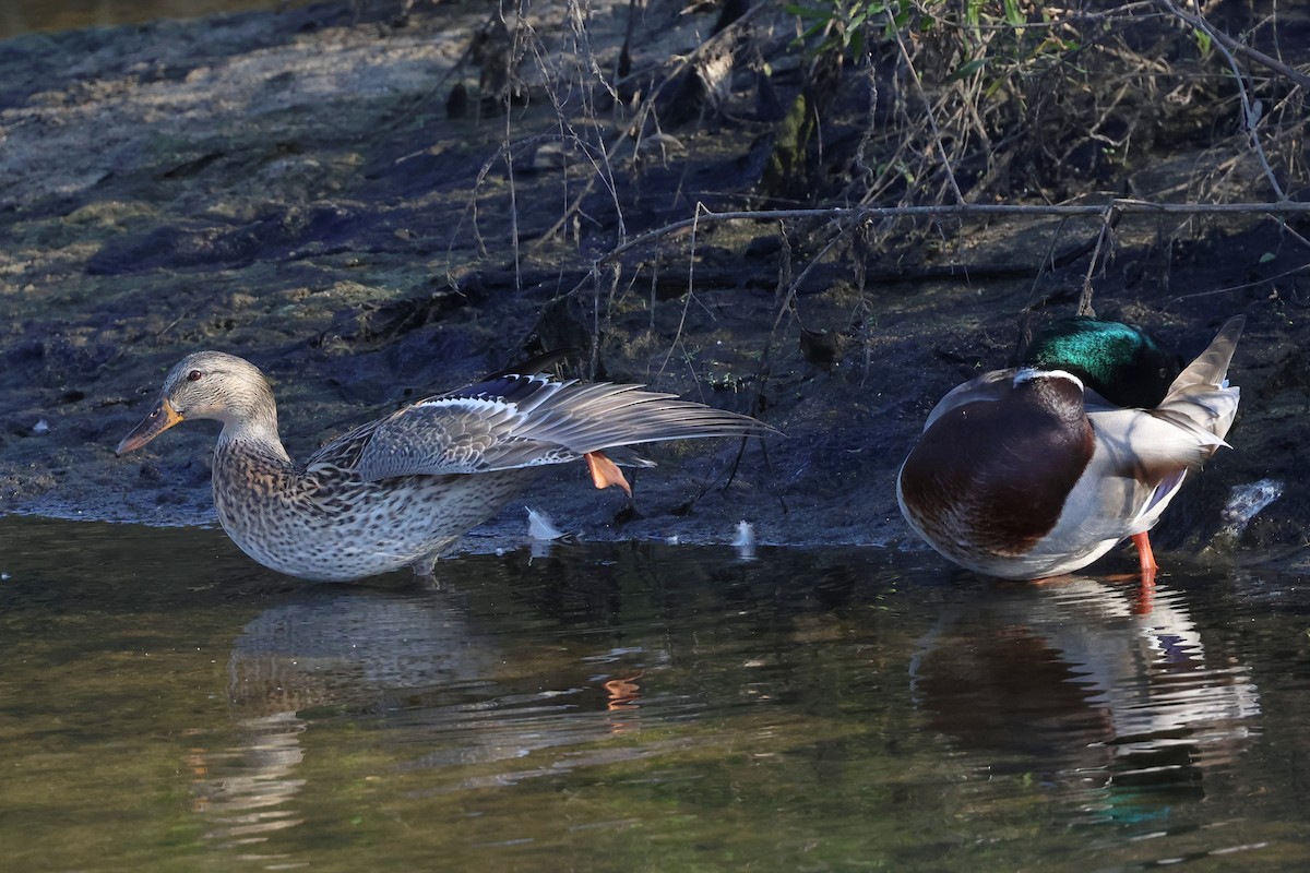 Кряква - ML645279871