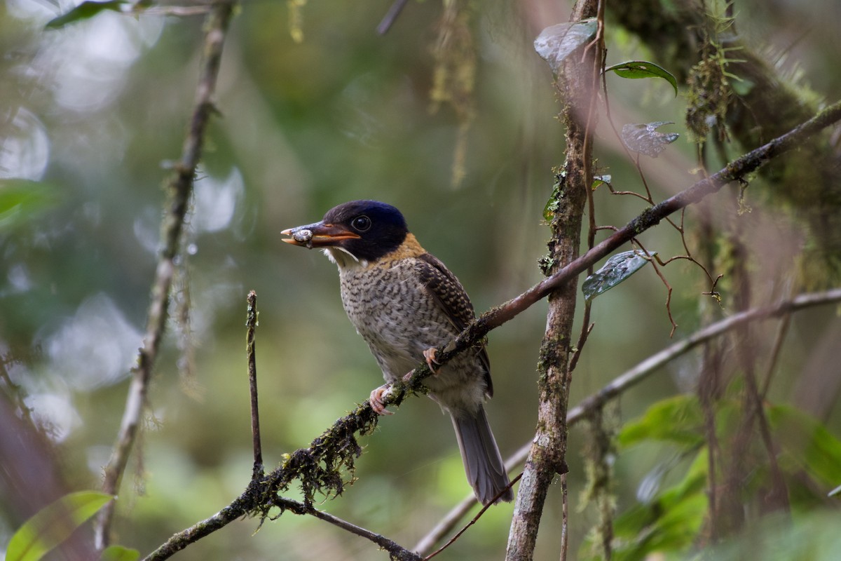 Scaly-breasted Kingfisher - ML645279872