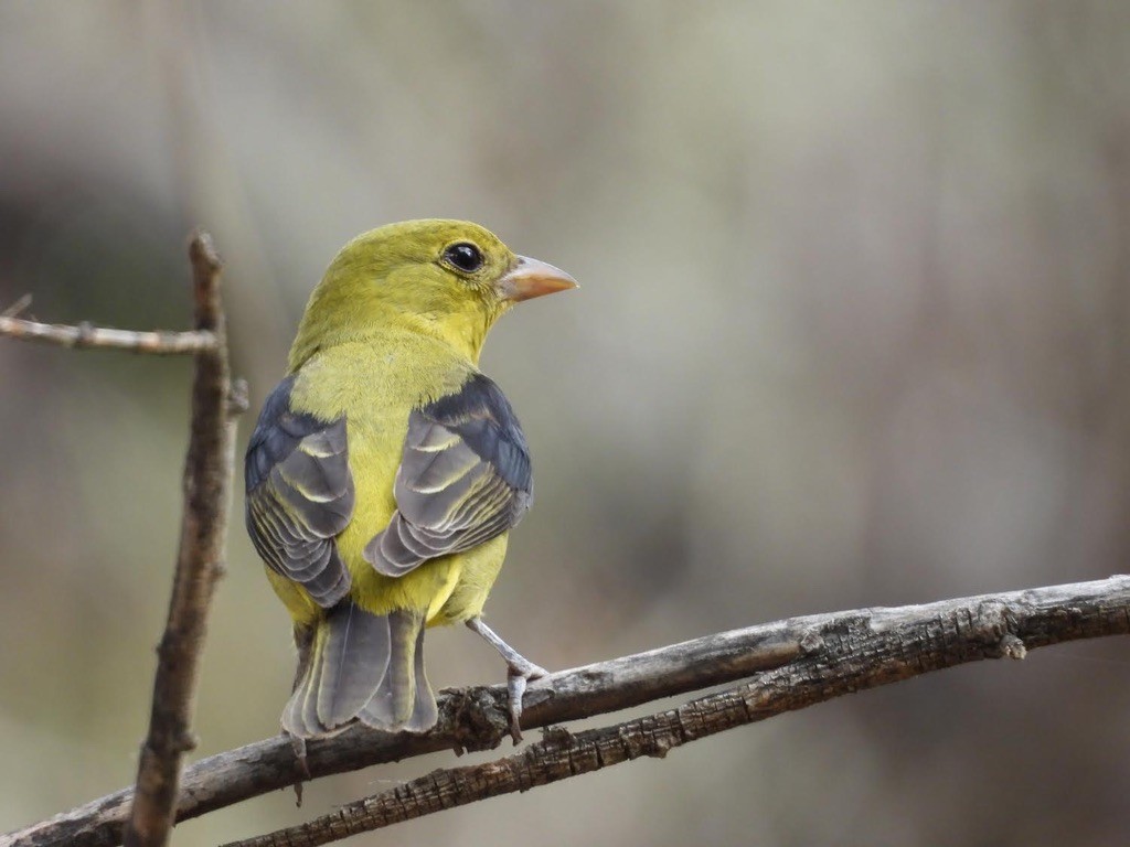 Piranga gorri-beltza - ML645279873