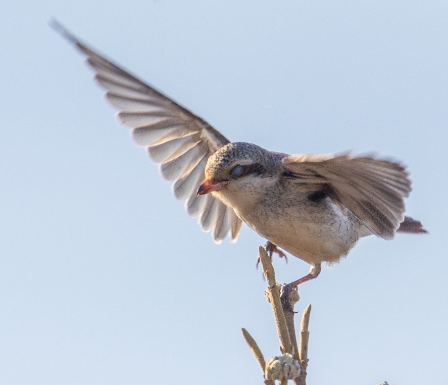 Red-backed Shrike - ML645279878