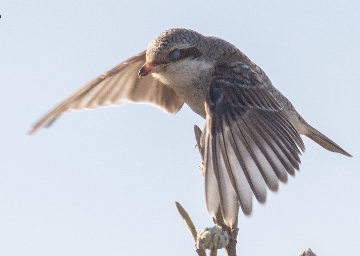 Red-backed Shrike - ML645279879
