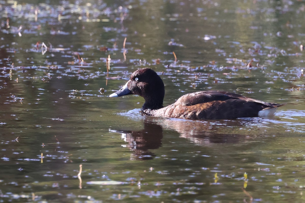 Hardhead - ML645279892