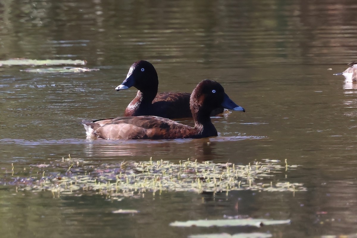 Hardhead - ML645279893