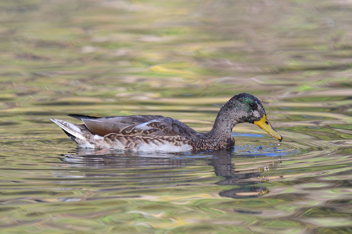 Кряква - ML645279908