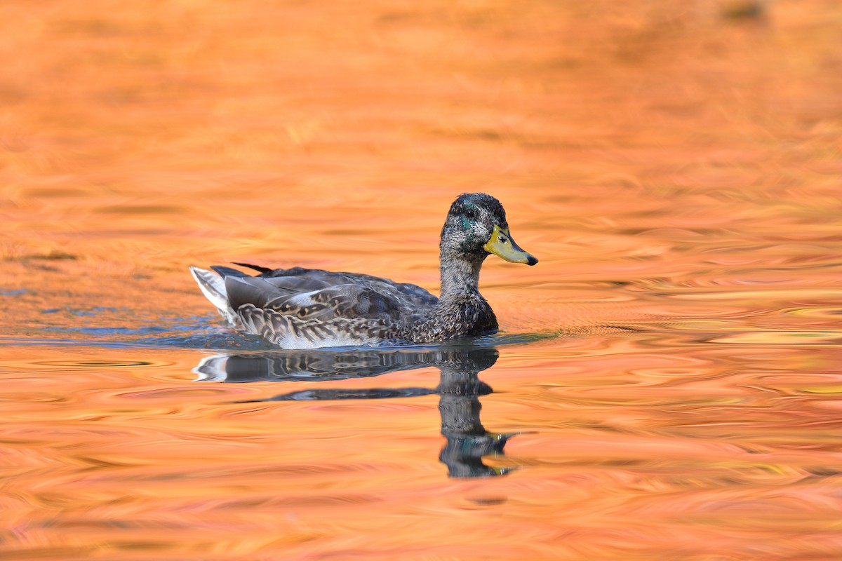 Кряква - ML645279909