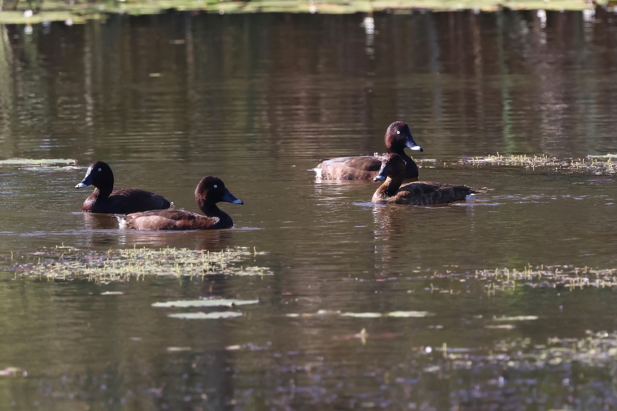 Hardhead - ML645279919