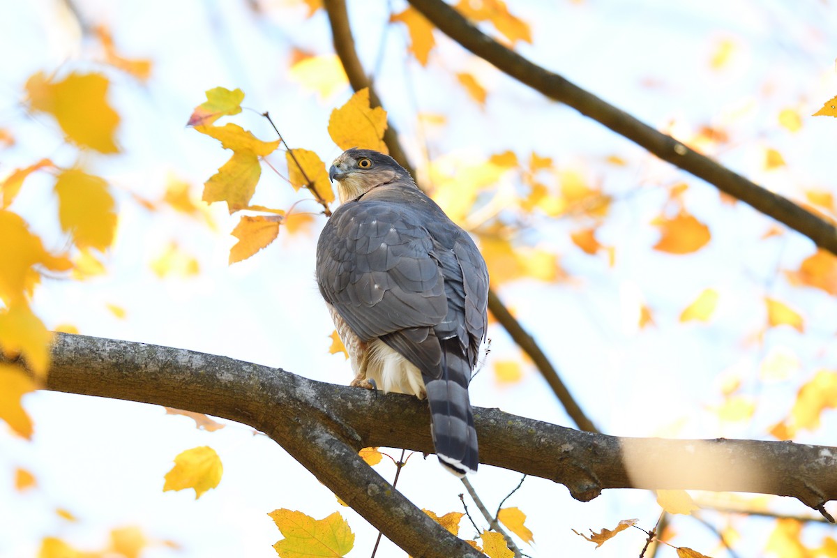 Cooper's Hawk - ML645279929