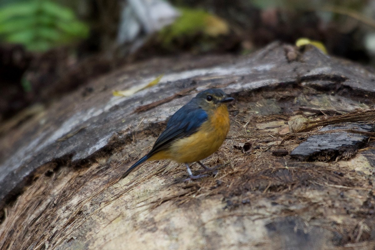 Sulawesi Blue Flycatcher - ML645279930