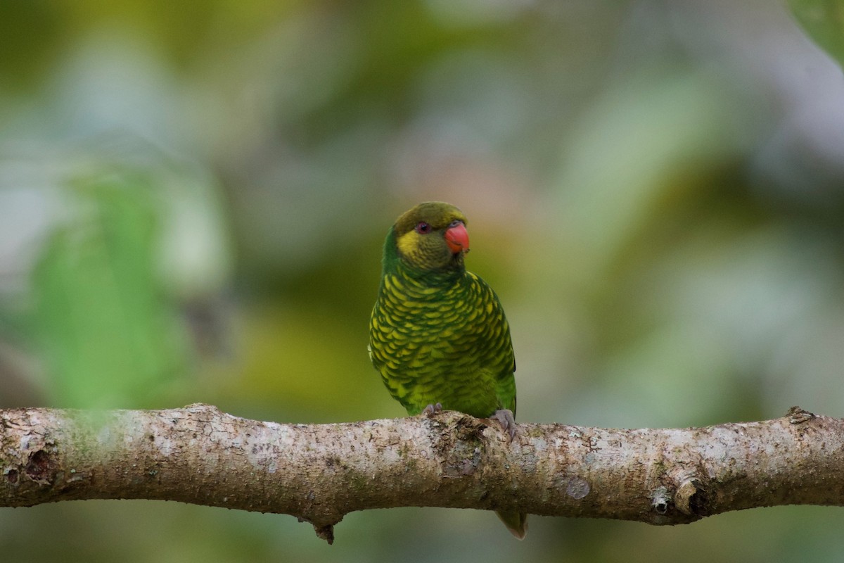 Yellow-cheeked Lorikeet - ML645279939