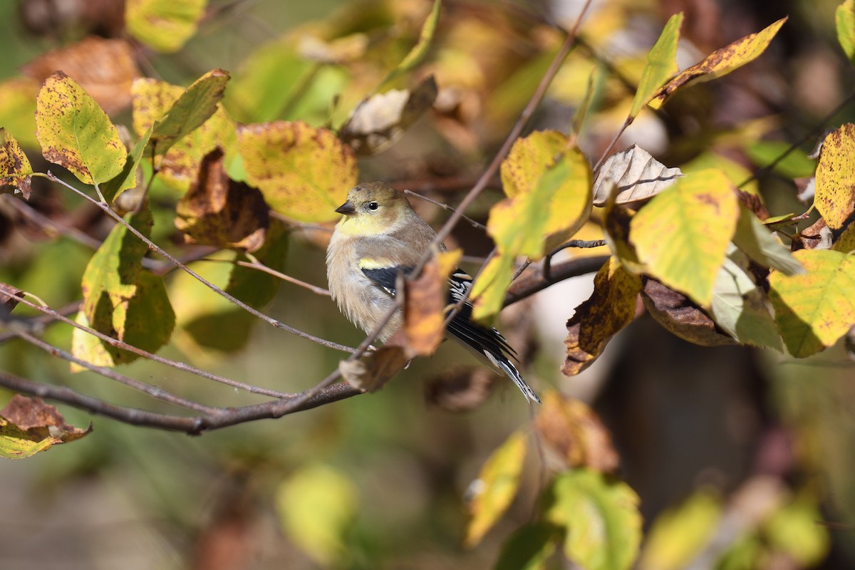 Altın İskete - ML645279941