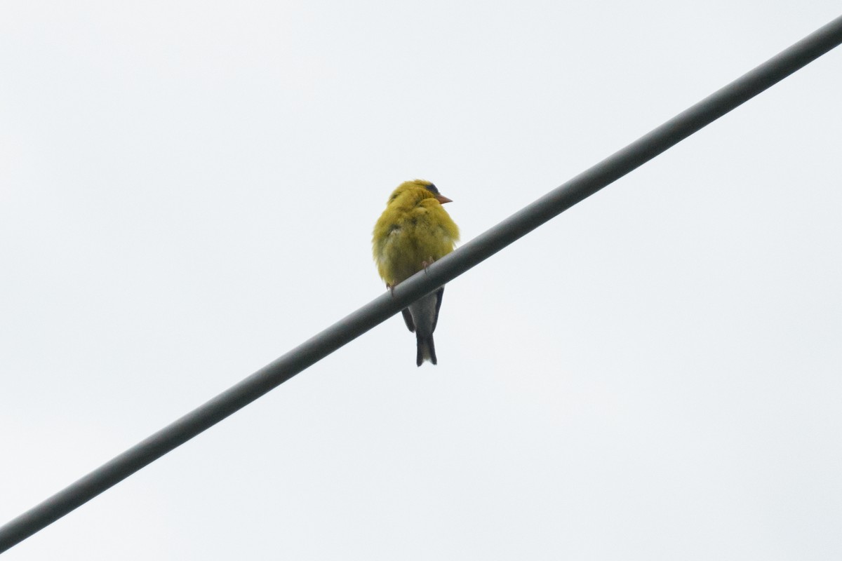 Altın İskete - ML645279943