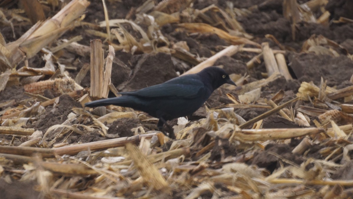 Purpurstärling - ML645279951