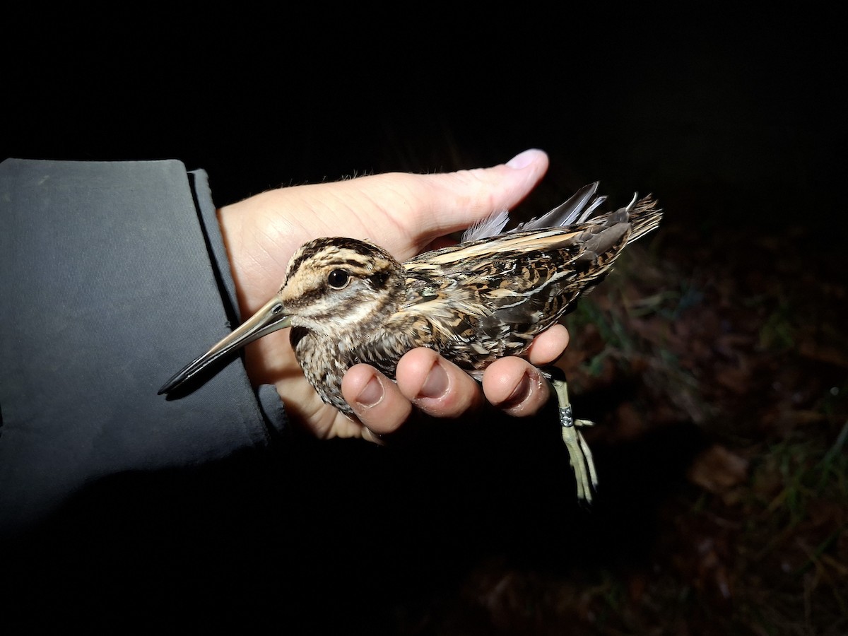 Jack Snipe - ML645279958