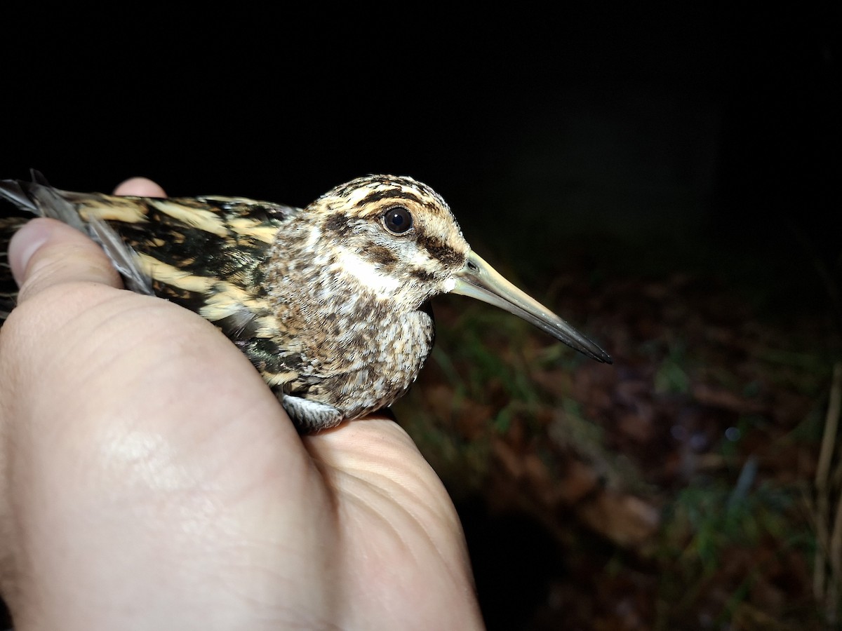 Jack Snipe - ML645279959